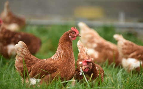 Breakthrough productivity -  Prolonging egg-laying cycles and reducing moulting in poultry